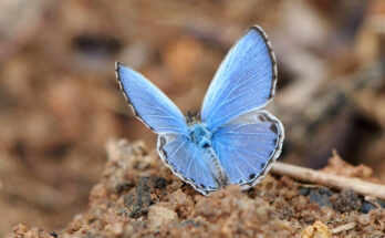 farfalla blu